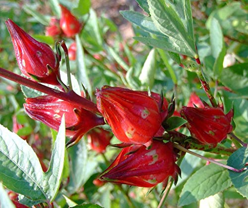 seedsown Hibiscus Sabdariffa, Hibiscus Rosella, schnell wachsende und blühende, 10 Samen von seedsown