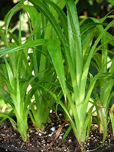 seedsown Keimfutter: 100 Stück Frische Pandan Samen Schraubenbäume Vietnam Kochen ihre Samen von seedsown