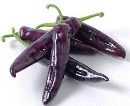 seedsown Keimfutter: 120 Lila Cayenne-Pfeffer Samen Schote Us von seedsown