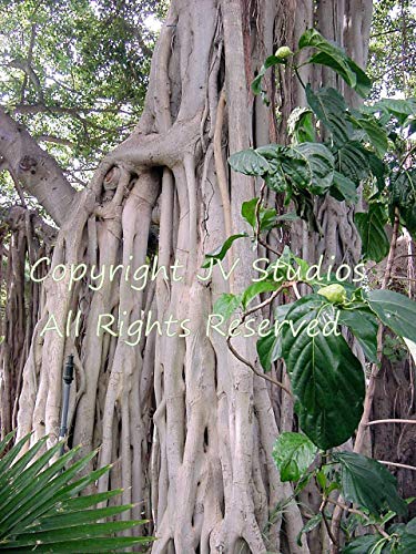 seedsown Keimfutter: 20 Samen Heiligen Feigenbaum Tropische Pflanze Ficus religiosa Große Kübelpflanze von seedsown