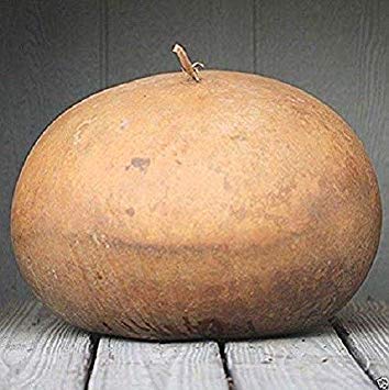 seedsown Keimfutter: 20 Samen: Usa Bushel Gourd 10-80 Samen Erbstück Nicht ohne Gentechnik von seedsown