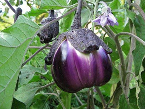 seedsown Keimfutter: 50 - Samen: Aubergine-Samen-Violetta di Firenze-Large Stocky-Erbstück Stuffing Variety-Großartig! von seedsown