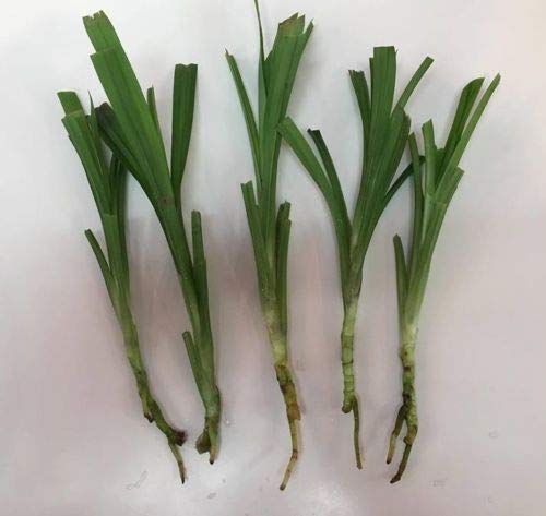 seedsown Keimfutter: Pandan Fragrant Samen 50Pcs Blätter Vietnam Pandanus Für FreeShipping Kochen von seedsown