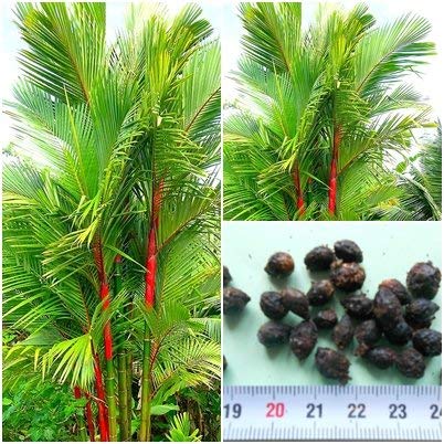 seedsown Lippenstiftpalme, Cyrtostachys Renda, Siegelwachshalm, Rarity, 10 Samen ! seedsown Lippenstiftpalme, Cyrtostachys Renda, Siegelwachshalm, Rarity, 10 Samen ! von seedsown
