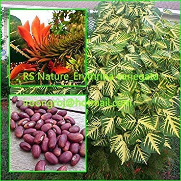 seedsown Samen Keimung: 5 Samen: Erythrina Variegata Seds, seltene Pflanze, schöne Blätter, Tiger Klauen, Korallenbaum von seedsown