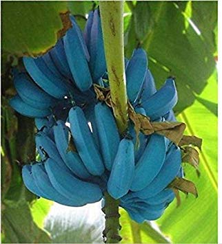 seedsown Samen Keimung: Bananen-Seeds 100 Stück blauen Bananen-Baum-Samen Köstliche Seltene Frucht Musa Blau Java seedsown Samen Keimung: Bananen-Seeds 100 Stück blauen Bananen-Baum-Samen Köstliche Seltene Frucht Musa Blau Java von seedsown