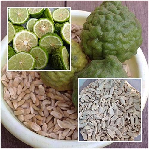 seedsown Samen Keimung: Kaffernlimette 50 Samen, Leech Limette, Citrus Hystrix, Kräuter Samen aus Thailand von seedsown