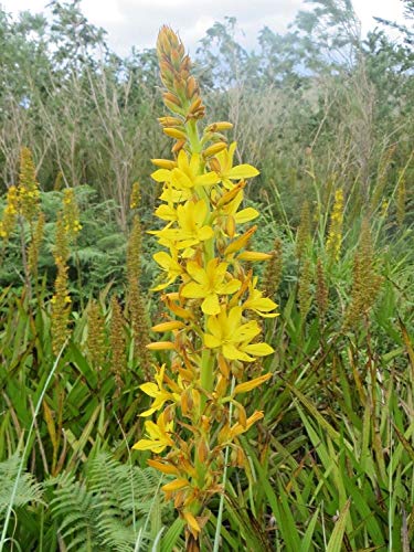 seedsown Wachendorfia thyrsiflora-Marsh Schmetterling Lily-gelbe Blumen -10 Frische Samen von seedsown