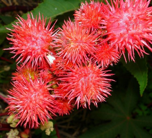 20 Samen Ricinus Fire Red Rizinus Castor Bean Mamona Jada Arandi Higuerilla Palma Christi Herb Groß Garten-Blumen-B6005 von SVI