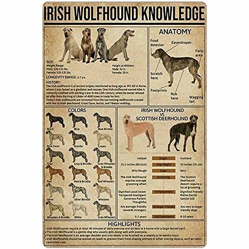 Metallschild Irish Wolfhound Wissen Zinn Poster Anatomie Farben Highlights Infografiken für die Schule Bildung Bauernhof Home Küche Club Wanddekoration Plakette 12 x 16 Zoll von shenguang