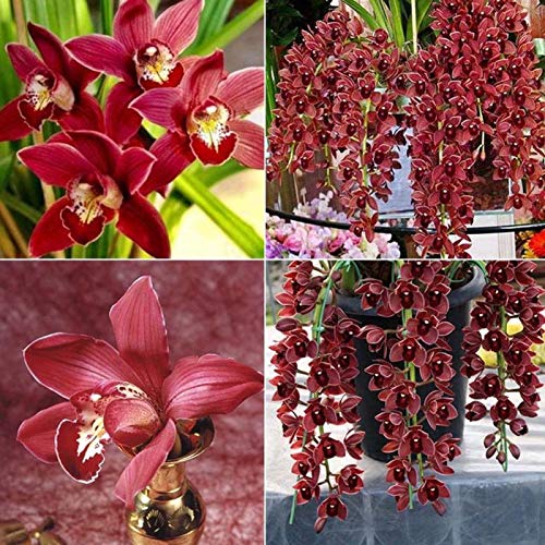 shoppingba 100 Stück Klettercymbidium Orchideen Blumensamen Haus Fenster Garten Topf Ornament von shoppingba