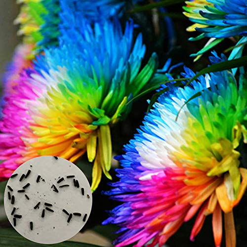 20 Stück/Beutel Regenbogen Chrysanthemen Samen seltene dekorative Pflanze Zierpflanzen für Garten Topf Hof Balkon Dekoration von shoppingba