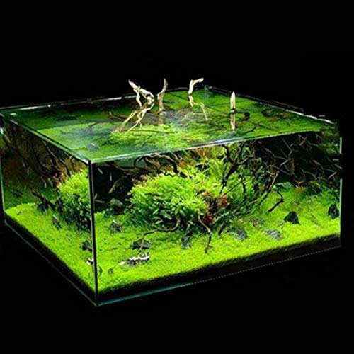 shoppingba 600 Stück Aquarium Wassergras Samen Fisch Tank Home hydrophile Landschaft Ornament – 600 Stück von shoppingba