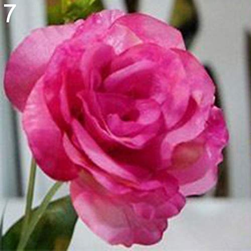 Eustoma Blumensamen, Lisianthus-Samen, 50 Stück von shoppingba