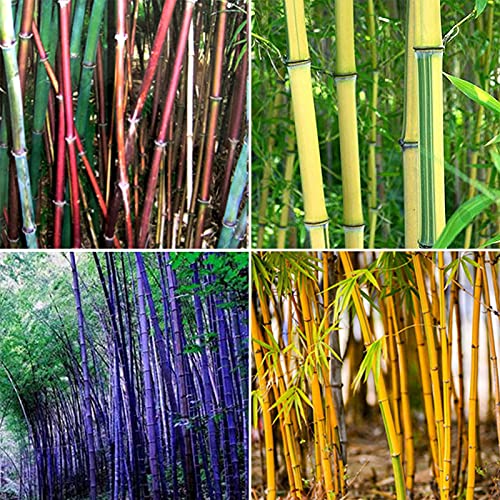 Shoppingba 300 Stück/Beutel Bambus-Samen, Schatten tolerant, Heimdekoration, seltene Moso-Bambus-Setzlinge, gute Qualität und hohe Überlebensrate von shoppingba