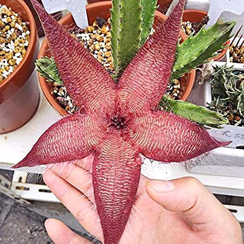 Shoppingba 50 Samen / Beutel Stapelia Hirsuta Samen sind einfach zu züchten, und blühende Pflanzen sind dekorativ und nachhaltig.Stapelia Hirsuta Nursery Gute Qualität und hohe Überlebensrate von shoppingba