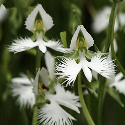 Weiße Egret Orchideensamen, seltene, schöne Blume, 100 Stück von shoppingba