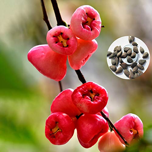 shoppingba 50Pcs Delicious Rose Apples Samen Bonsai Fruit Home DIY Garten Hof Pflanze Dekor Non-GMO Seed Rosenapfelsamen von shoppingba