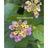 Lantana Camara Samen | 50 Oder | 7 X 2, 1 cm Stecklinge | 1 Starterpflanze ~ Schmetterlinge Lieben Dies Mückenschutz Staude von sistalewa