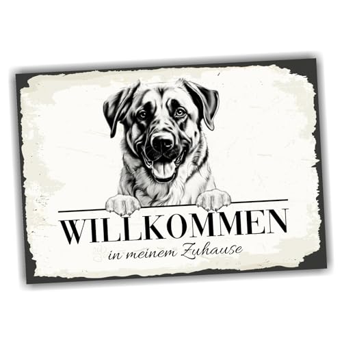 siviwonder Hundeschild Willkommen Zuhause Anatolischer Hirtenhund Dog Schild Spruch Türschild Warnschild Geschenkidee schöner Spruch Hundemotiv Aluminium Wetterfestes Hundeschild von siviwonder