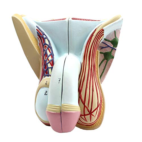 sjdoPulse Lebensgroßes Männliches Modell Der Inneren Und Äußeren Geschlechtsorgane - Modell Der Männlichen Geschlechtsorgane - Abnehmbares 4-Teiliges Anatomisches Modell Der Mensch sjdoPulse Lebensgroßes Männliches Modell Der Inneren Und Äußeren Geschlechtsorgane - Modell Der Männlichen Geschlechtsorgane - Abnehmbares 4-Teiliges Anatomisches Modell Der Mensch von sjdoPulse