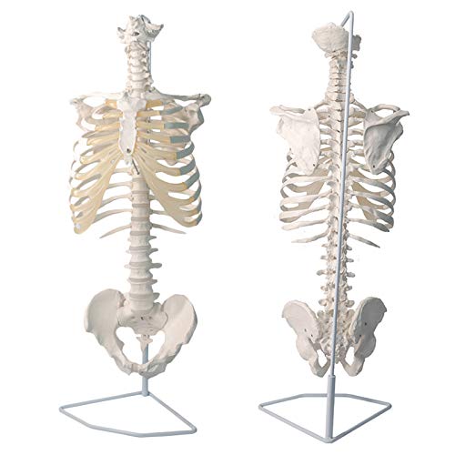sjdoPulse Thorax-Becken-Modell - Medizinisch-Anatomisches Modell Der Menschlichen Wirbelsäule Und Thoraxstruktur - Brustbeinknochen- Und Knorpelmodell - Hochsimulierte Nachbildung (A) von sjdoPulse