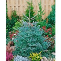 Abies koreana 'Inga' C 26 Plasticotta 60-70 Abies koreana 'Inga' C 26 Plasticotta 60-70 von sonstige