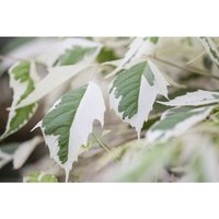 Acer negundo 'Flamingo' C 7,5 80-100 von sonstige