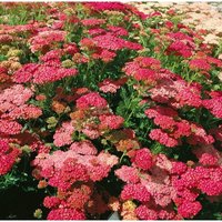 Achillea millefolium 'Wesersandstein' P 0,5 Achillea millefolium 'Wesersandstein' P 0,5 von sonstige
