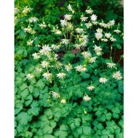Aquilegia vulgaris 'Green Apples' P 0,5 Aquilegia vulgaris 'Green Apples' P 0,5 von sonstige