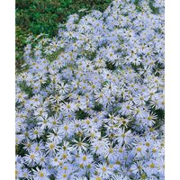 Aster amellus 'Butzemann' P 0,5 von sonstige