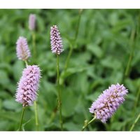 Bistorta officinalis p 0,5 Bistorta officinalis p 0,5 von sonstige