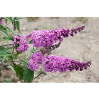 Buddleja davidii 'Border Beauty' Sol c 7,5 80-100 Buddleja davidii 'Border Beauty' Sol c 7,5 80-100 von sonstige