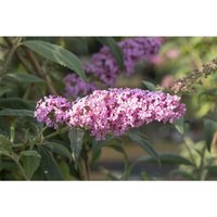 Buddleja davidii 'Fascination' Sol c 7,5 100-125 Buddleja davidii 'Fascination' Sol c 7,5 100-125 von sonstige