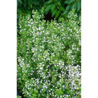 Calamintha nepeta 'Weißer Riese' P 0,5 von sonstige
