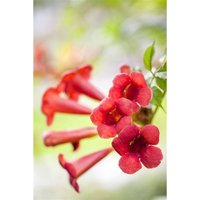 Campsis radicans 'Fire Trumpet' 2L 60- 100 von sonstige