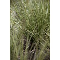 Carex brunnea 'Jenneke' C2 von sonstige