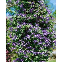 Clematis alpina 3L 80- 100 Clematis alpina 3L 80- 100 von sonstige