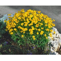 Coreopsis grandiflora 'Christchurch' p 0,5 von sonstige
