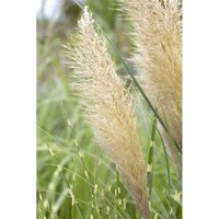Cortaderia selloana 'Pumila' P 9 Cortaderia selloana 'Pumila' P 9 von sonstige