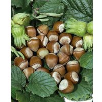 Corylus avellana 'Hallesche Riesennuss' C 7,5 100-150 von sonstige