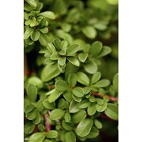 Cotoneaster radicans 'Eichholz' p 0,5 15- 20 von sonstige