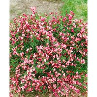 Cytisus scoparius 'Eva' c 3 60- von sonstige