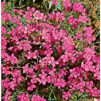 Dianthus deltoides 'Leuchtfunk' p 0,5 von sonstige