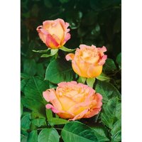Edelrose Mary Ann 4L von sonstige