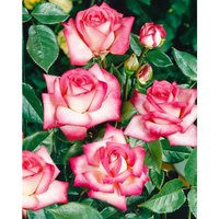 Edelrose Nostalgie 4L von sonstige