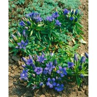 Gentiana septemfida var.lagodechiana p 0,5 Gentiana septemfida var.lagodechiana p 0,5 von sonstige