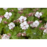 Geranium hybr. St. Ola 2L 20- Geranium hybr. St. Ola 2L 20- von sonstige