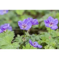Geranium wallichianum 'Rozanne' -r- c 3 Geranium wallichianum 'Rozanne' -r- c 3 von sonstige