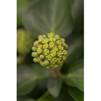 Hedera helix 'Arborescens' c 2 20-30 Hedera helix 'Arborescens' c 2 20-30 von sonstige